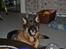 Schæferhund Vega *R.I.P*