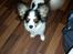 Blanding af racer Bella