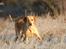 Labrador retriever Kalli - kennel midtlab Dakota