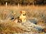 Labrador retriever Kalli - kennel midtlab Dakota