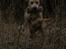 Labrador retriever Kalli - kennel midtlab Dakota