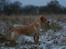 Labrador retriever Kalli - kennel midtlab Dakota