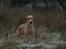 Labrador retriever Kalli - kennel midtlab Dakota