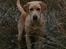 Labrador retriever Kalli - kennel midtlab Dakota