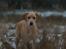 Labrador retriever Kalli - kennel midtlab Dakota