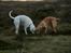 Labrador retriever Kalli - kennel midtlab Dakota