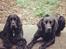 Cocker spaniel Højbjerg Euphorbiastjerne Cito