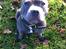 Staffordshire bull terrier Herman