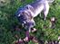 Staffordshire bull terrier Herman