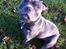 Staffordshire bull terrier Herman
