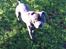 Staffordshire bull terrier Herman