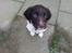 Engelsk springer spaniel Tjalfe