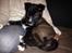 Blanding af racer ROSA <3  alaskan husky - border collie - 8 uger