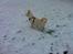 Blanding af racer Cuba, Malamute / hvid schæfer / Samojedhund - 25 uger, min første sne