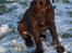Labrador retriever Aslan *-Bor hos hans hundefar-*