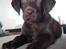 Labrador retriever Aslan *-Bor hos hans hundefar-*
