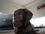 Labrador retriever Aslan *-Bor hos hans hundefar-*
