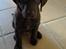 Labrador retriever Aslan *-Bor hos hans hundefar-*