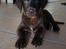 Labrador retriever Aslan *-Bor hos hans hundefar-*