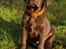Labrador retriever Aslan *-Bor hos hans hundefar-*