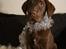 Labrador retriever Aslan *-Bor hos hans hundefar-*