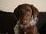 Labrador retriever Aslan *-Bor hos hans hundefar-*