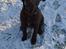 Labrador retriever Aslan *-Bor hos hans hundefar-*