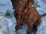 Labrador retriever Aslan *-Bor hos hans hundefar-*