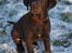 Labrador retriever Aslan *-Bor hos hans hundefar-*