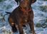 Labrador retriever Aslan *-Bor hos hans hundefar-*