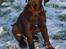 Labrador retriever Aslan *-Bor hos hans hundefar-*