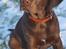 Labrador retriever Aslan *-Bor hos hans hundefar-*