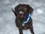 Labrador retriever Aslan *-Bor hos hans hundefar-*