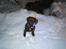 Labrador retriever Aslan *-Bor hos hans hundefar-*
