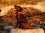 Labrador retriever Aslan *-Bor hos hans hundefar-*