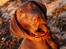 Labrador retriever Aslan *-Bor hos hans hundefar-*