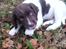 Engelsk springer spaniel Tjalfe