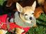 Chihuahua Molly