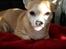 Chihuahua Molly