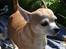 Chihuahua Molly