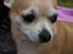 Chihuahua Molly