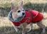 Chihuahua Molly