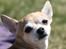 Chihuahua Molly