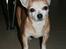 Chihuahua Molly