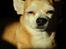 Chihuahua Molly