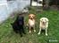 Blanding af racer Kenzo (Uffe/Luffe) - Mickey, Kenzo og veninden Carla.