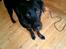 Labrador retriever Captain Morgan Freeman