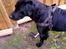 Labrador retriever Captain Morgan Freeman