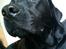 Labrador retriever Captain Morgan Freeman