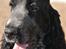 Cocker spaniel Sky - Sky 16 uger